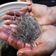 In this March 24, 2012 file photo, a man holds elvers, young, translucent eels, in Portland, Maine. Regulators from East Coast states are meeting Wednesday, Oct. 30, 2013, in Georgia to consider new regulations that could place strict limits on or even close down Maine's lucrative glass eel fishery.